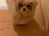 Proton - Maltipoo, EuroPuppy review from Griechenland