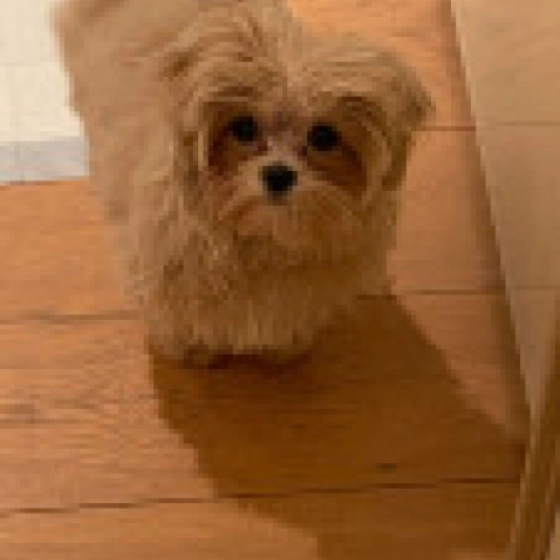 Proton - Maltipoo, EuroPuppy review from Grecia