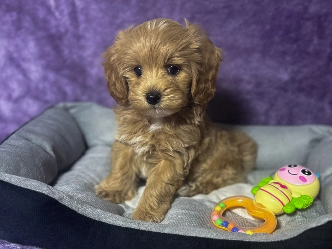 Maltipoo puppy for sale