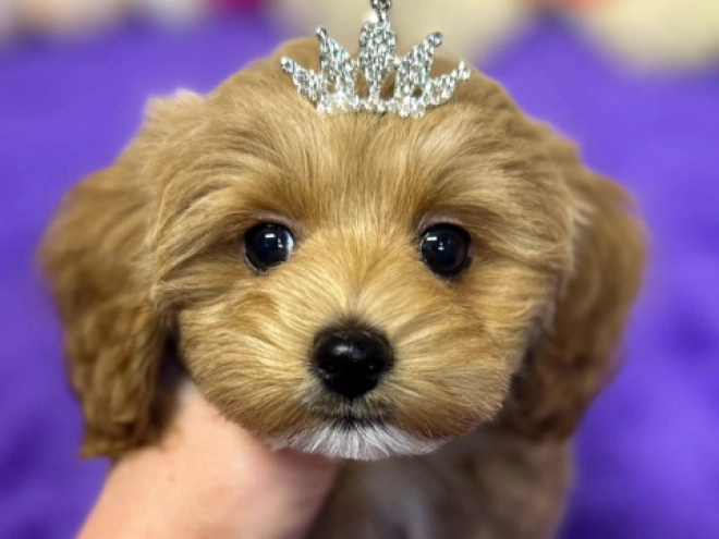Maltipoo puppy for sale