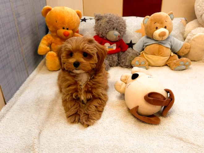 Maltipoo Welpe kaufen