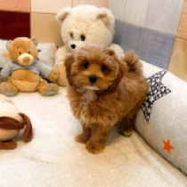 Perros Maltipoo en venta