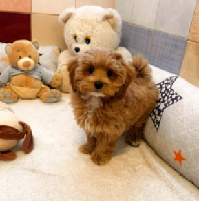 Maltipoo Welpe kaufen