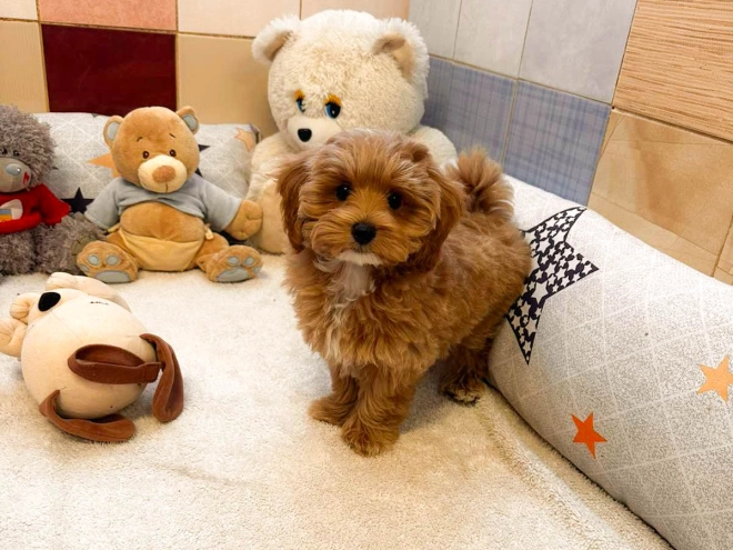Maltipoo Welpe kaufen