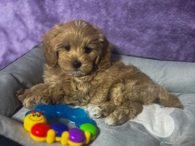 Maltipoo puppy for sale