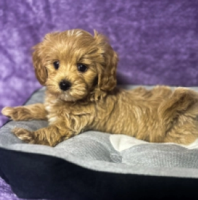 Maltipoo puppy for sale