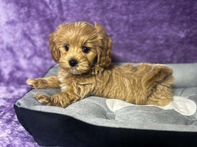 Maltipoo puppy for sale