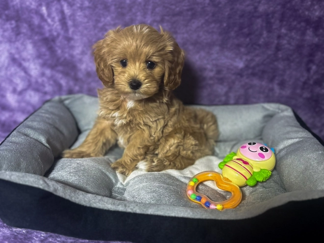 Maltipoo puppy for sale