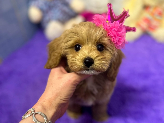 Maltipoo puppy for sale