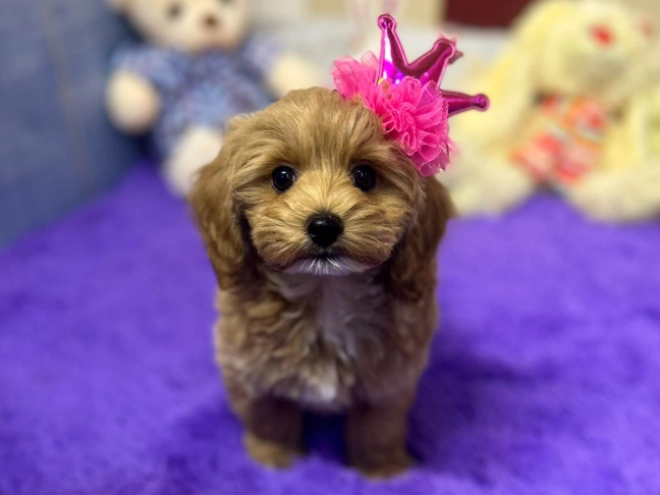 Maltipoo puppy for sale
