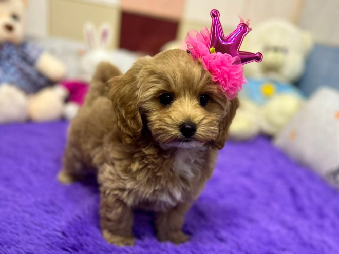 Maltipoo puppy for sale