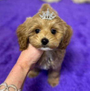 Maltipoo puppy for sale