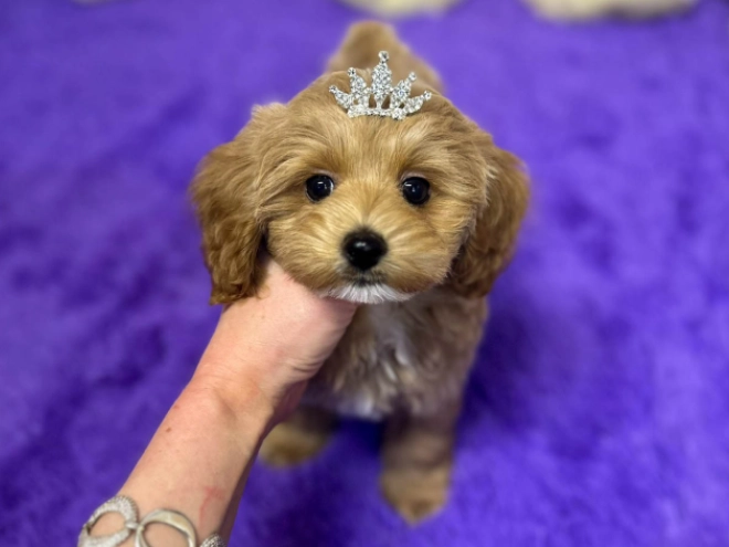 Maltipoo puppy for sale
