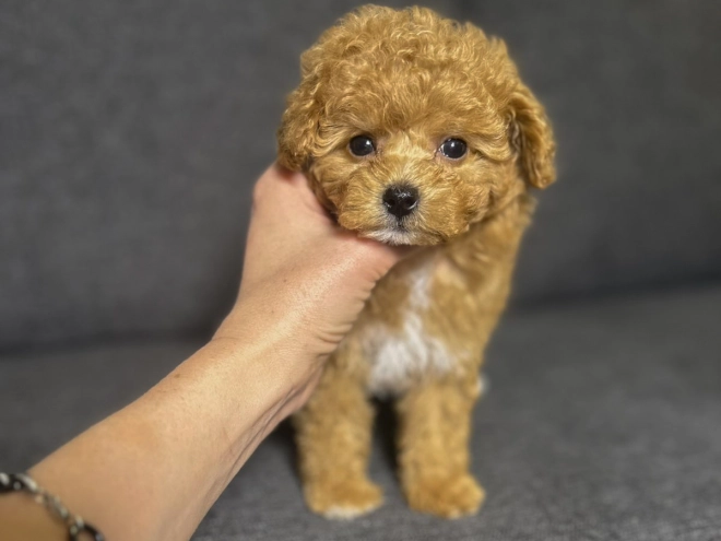 Maltipoo Welpe kaufen