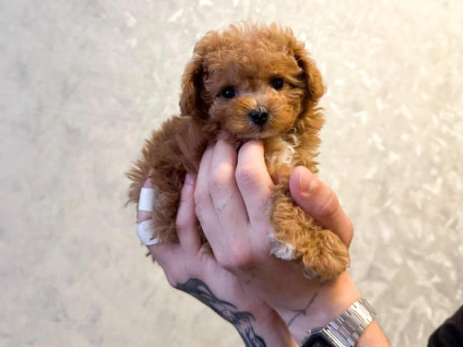 Maltipoo Welpe kaufen