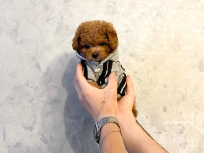 Maltipoo Welpe kaufen