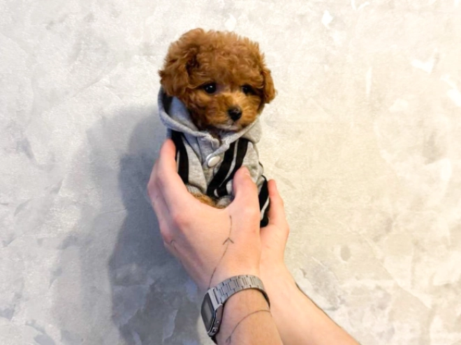 Maltipoo Welpe kaufen