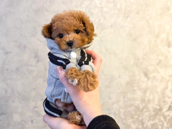 Maltipoo Welpe kaufen