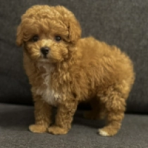 Pon, golden Maltipoo en venta