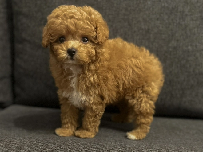 Maltipoo Welpe kaufen