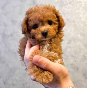 Perros Maltipoo en venta