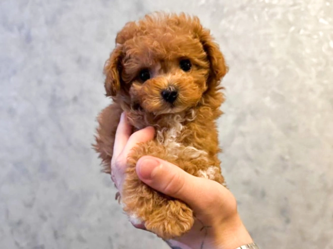 Maltipoo Welpe kaufen