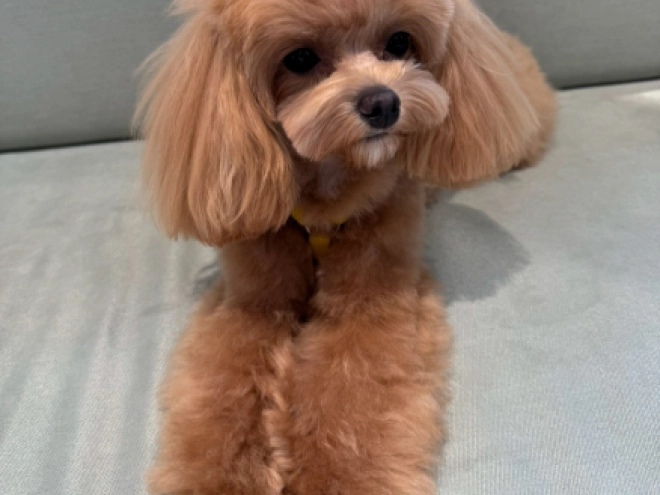 Maltipoo Welpe kaufen