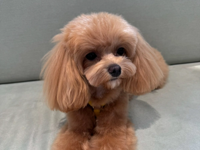 Maltipoo Welpe kaufen