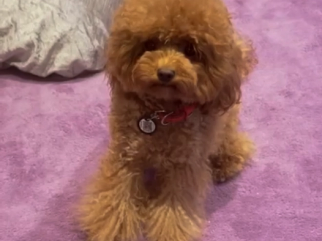 Maltipoo Welpe kaufen