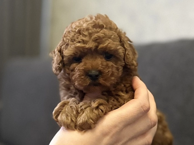 Maltipoo puppy for sale