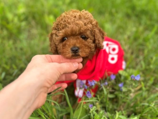 Maltipoo puppy for sale