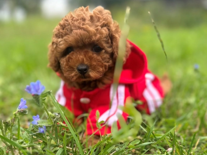Maltipoo puppy for sale