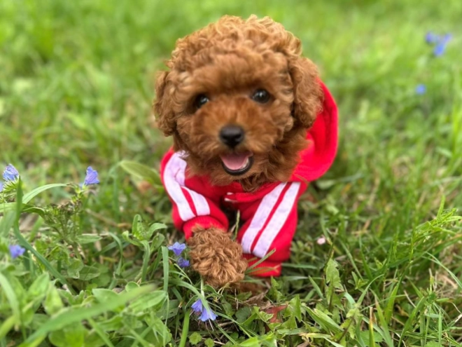 Maltipoo puppy for sale