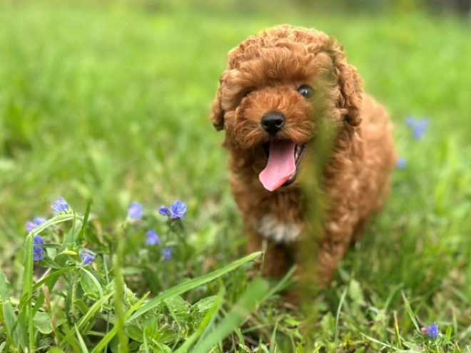 Maltipoo puppy for sale