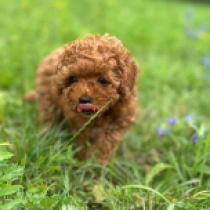 Millie, brown Maltipoo Welpen kaufen