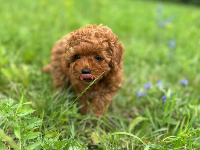 Maltipoo puppy for sale