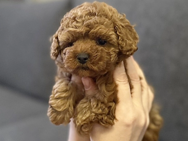 Maltipoo puppy for sale