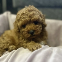 Millie, brown Maltipoo en venta