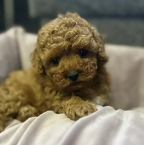 Perros Maltipoo en venta