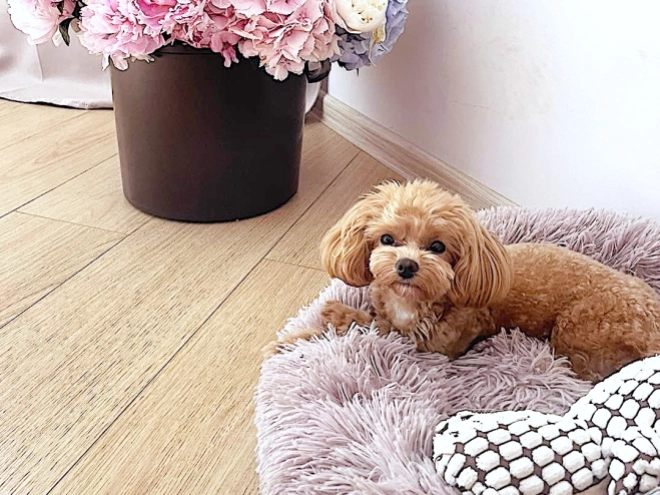 Maltipoo puppy for sale