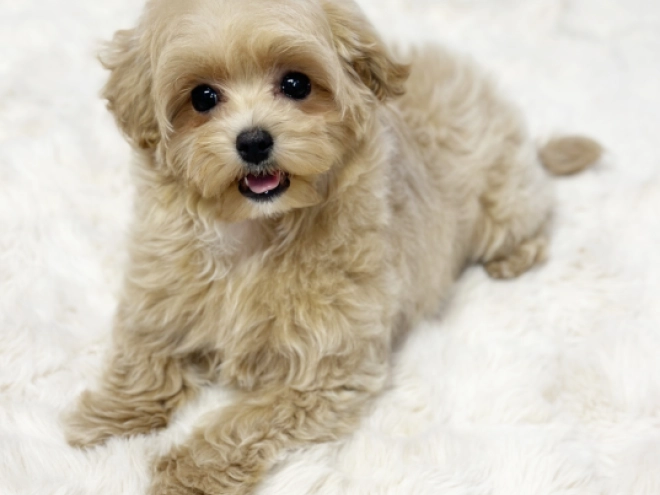 Maltipoo Welpe kaufen