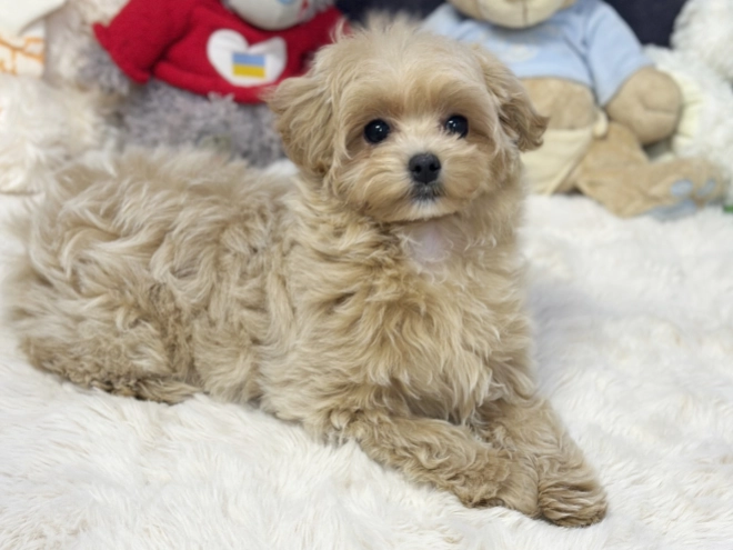 Maltipoo Welpe kaufen