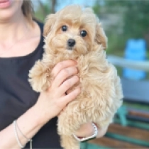 Roza, apricot Maltipoo for sale