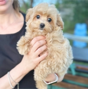 Perros Maltipoo en venta