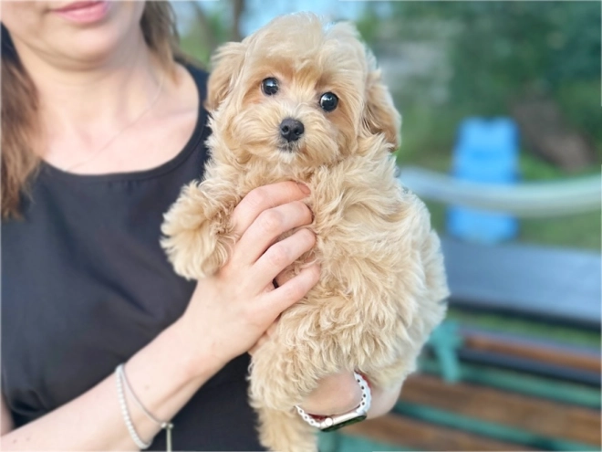 Maltipoo Welpe kaufen