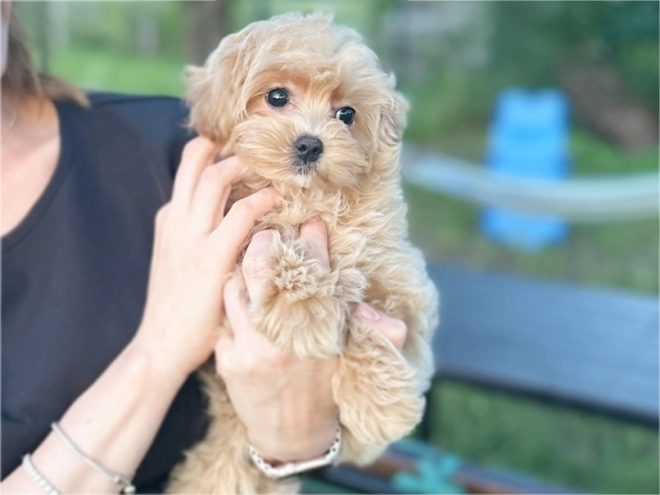 Maltipoo Welpe kaufen