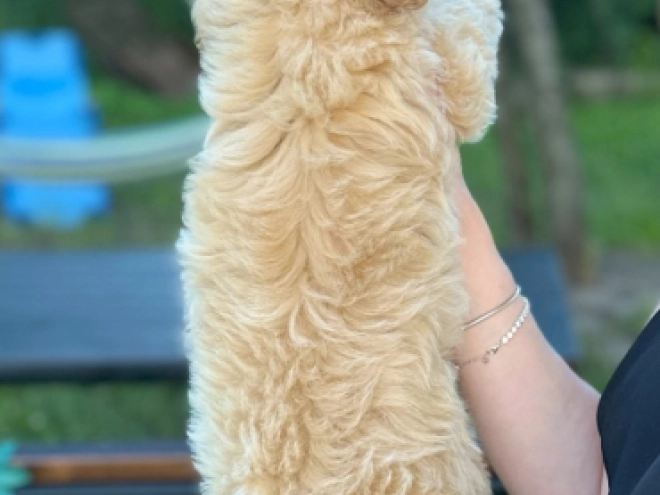 Maltipoo Welpe kaufen