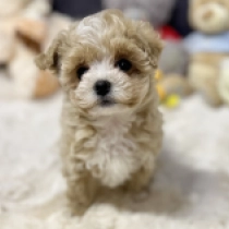 Roza, apricot Maltipoo for sale
