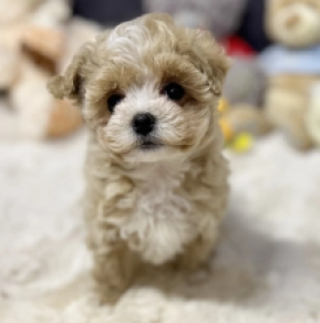 Maltipoo Welpe kaufen