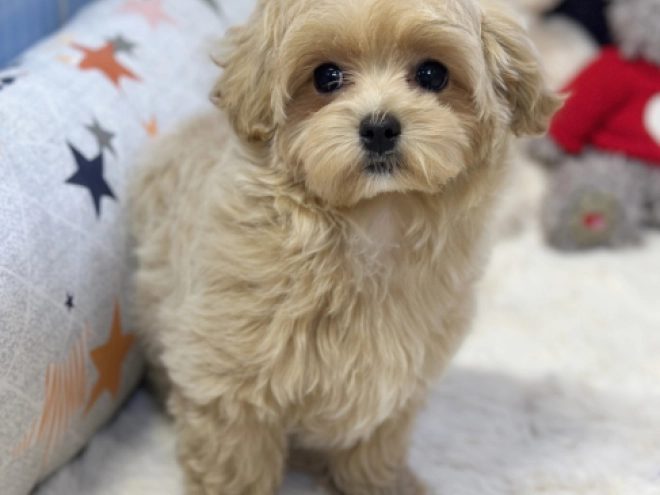 Maltipoo Welpe kaufen